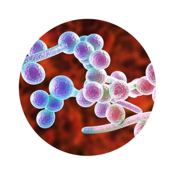 0000_candida