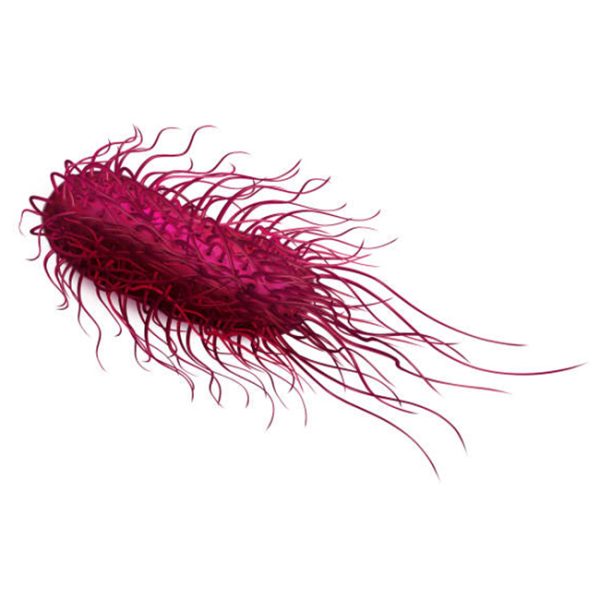 0001_salmonella