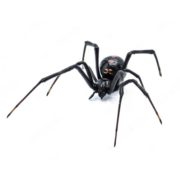 0001_viuda-negra-1-1
