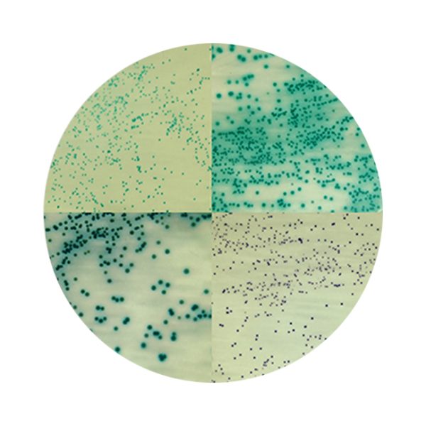 0003_estafilococus