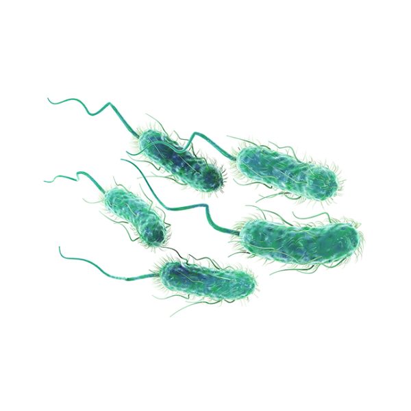 0004_Escherichia-coli