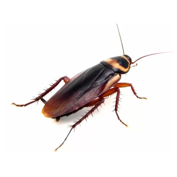 0012_cucaracha-americana