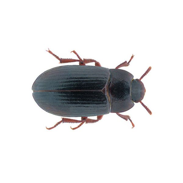ALfitobiuss1