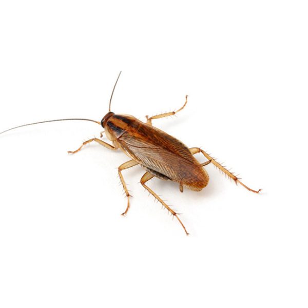 CUCARACHA ALEMANA