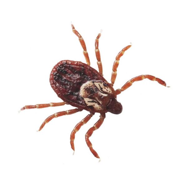 Garrapata