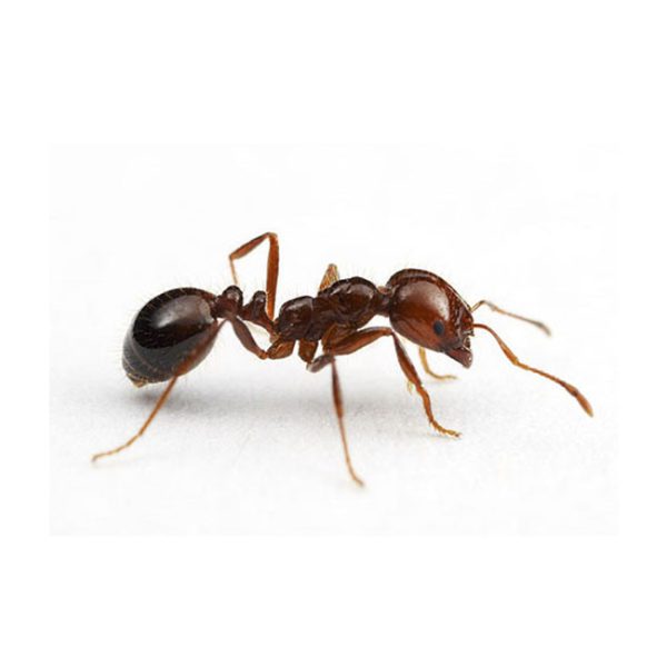 Hormiga