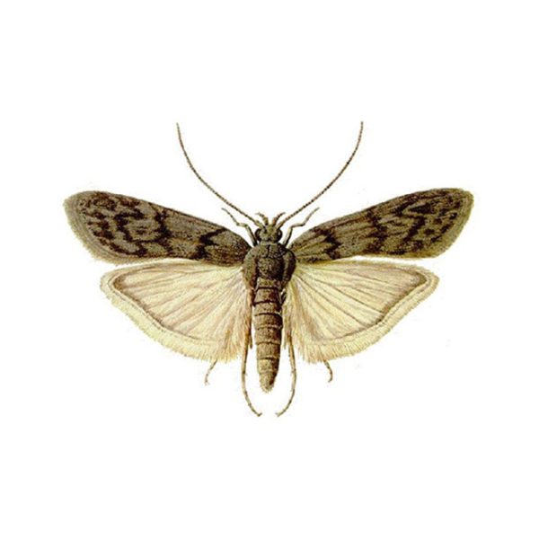 Polilla