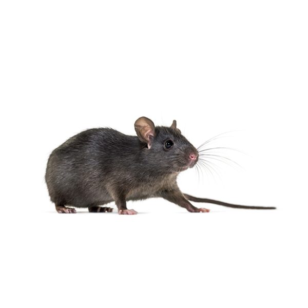 Rata-de-Tejado