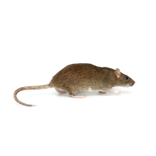 Rattus-norvegicus