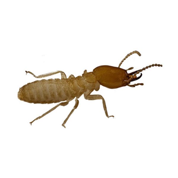 Termite1