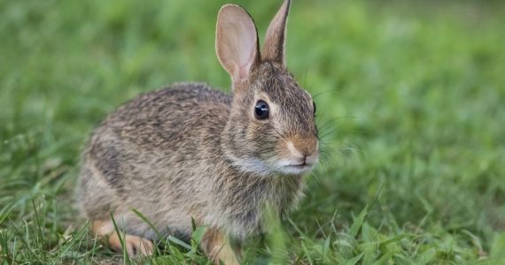 Adorable young Eastern Cottontail Rabbit, Sylvilagus floridanus, closeup in green grass