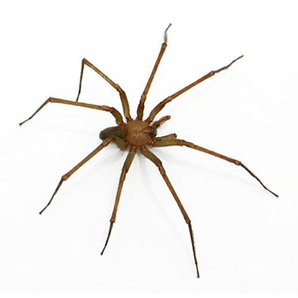 araña rincon