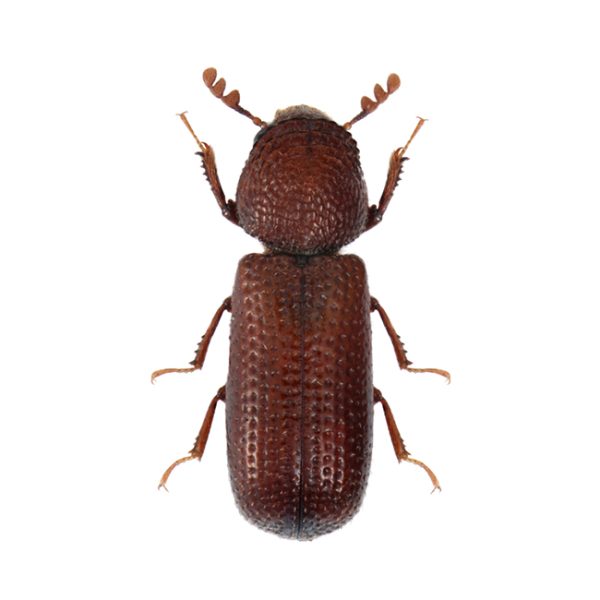 barrenador