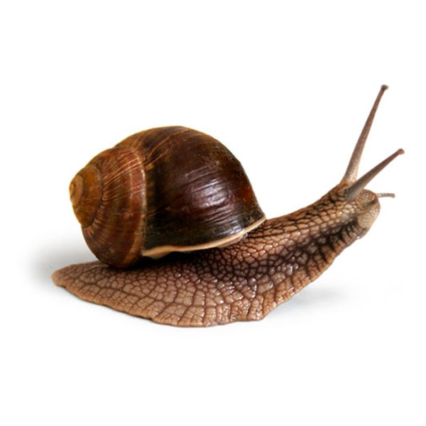 caracol