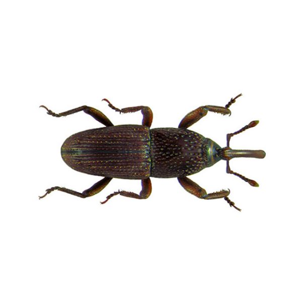 gorgojo