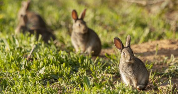 A group of cute bunnies in a green grassy field