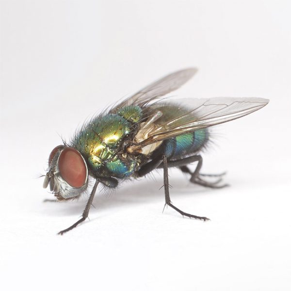 mosca cadaverica