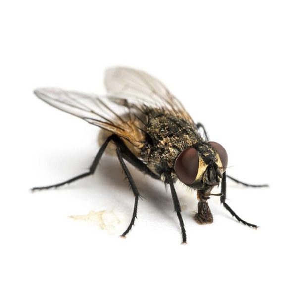 moscaloca