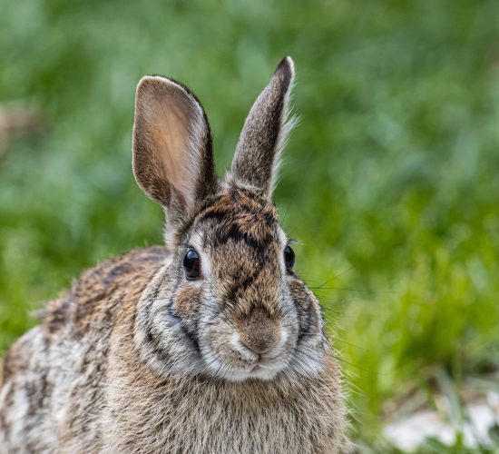 A selective focus shot of a cute brown rabbit sitting on the grass-covered field