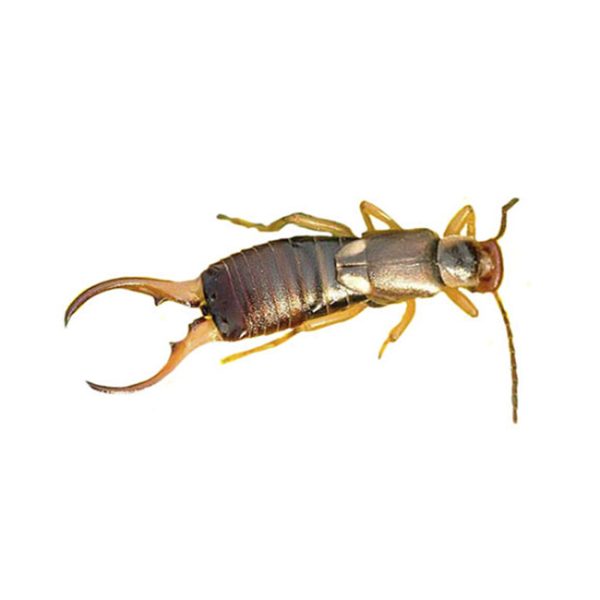 tijeretas